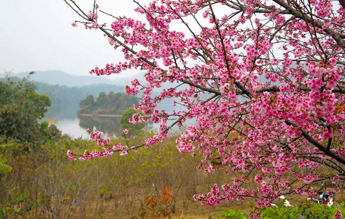 Điểm nhấn của chương trình là bán đảo hoa anh đào trên hồ Pá Khoang